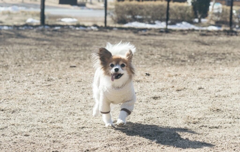 モンシェリの冬服を着た愛犬