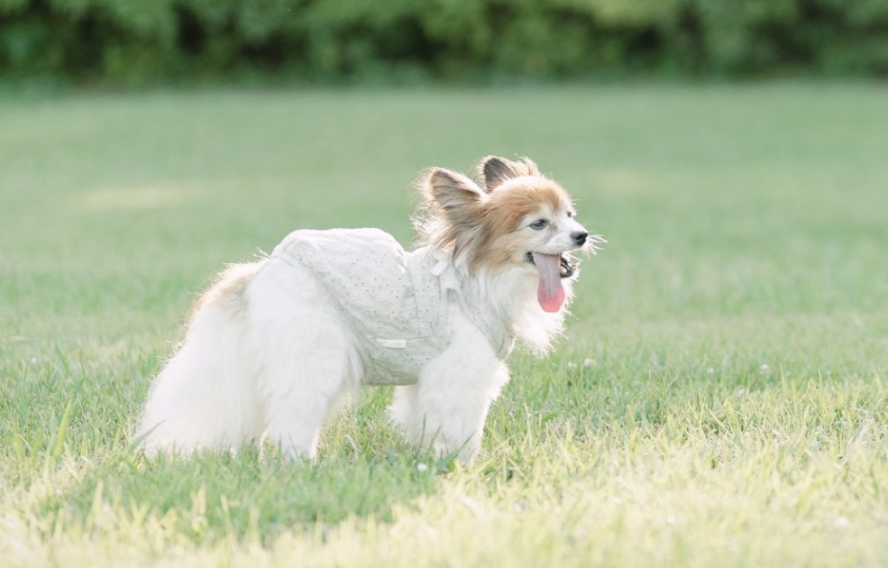 moncheriの夏服を着る愛犬